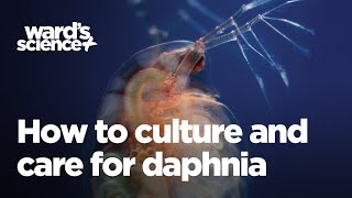 Caring and Culturing for Daphnia [upl. by Marteena601]