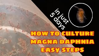 How to Culture Magna Daphnia Easily [upl. by Pegeen]