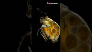 How to culture Daphnia for your Aquarium [upl. by Asert349]