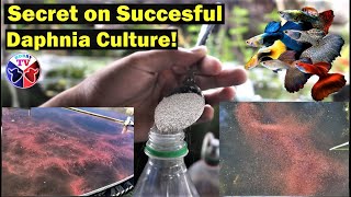 How to Culture Daphnia Successfully [upl. by Etireuqram]