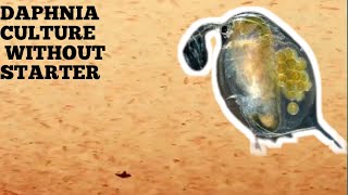 HOW TO CULTURE DAPHNIA NATURALLY WITHOUT A STARTER [upl. by Candy]