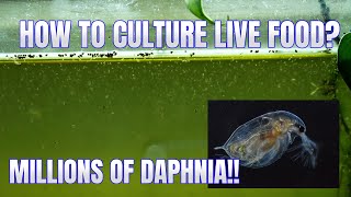 How to Culture Daphnia Secret Method to Breed MILLIONS  Simply Aquatic [upl. by Anhej]