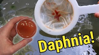 How I Culture Daphnia In Outdoor Tubs [upl. by Alegnaoj]