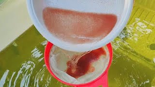 How to culture daphnia  Daphnia culture  How to grow daphnia outdoor [upl. by Aneerehs]