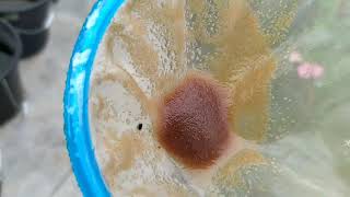 How to culture daphnia moina in a small container Part 1 English Subtitle [upl. by Alick]