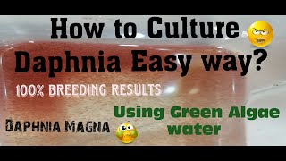 Daphnia MagnaHow to Culture Daphnia Easy wayCulturing Daphnia using Green water Daphnia [upl. by Michiko]