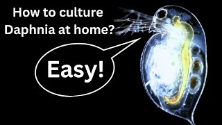 BEST Live Fish Food Beginner guide How to Culture Daphnia at home [upl. by Ellenid]