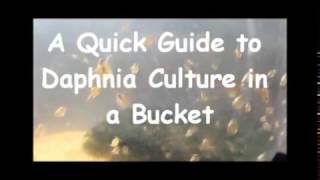 How to culture daphnia outside [upl. by Eelyac511]