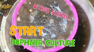 How to culture daphnia moina the easy way 1  Starting the Daphnia culture [upl. by Aihtenyc]