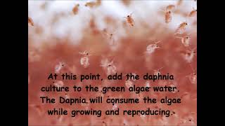 Daphnia  How to grow daphnia in your home [upl. by Nwahsid]