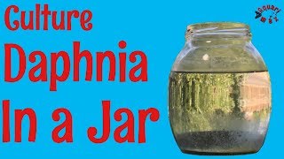 How to Culture Daphnia in a Jar [upl. by Dulcea]