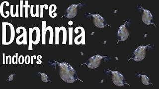 How to Culture Daphnia [upl. by Sonny609]