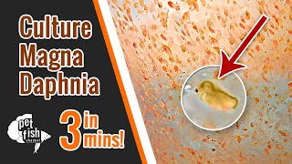 How to culture DAPHNIA MAGNA  The easy way [upl. by Enelyt383]