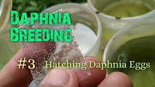 Daphnia Culture made simple and easy 3  Hatching Daphnia eggs [upl. by Ravo]