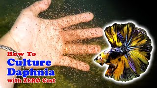 How to Culture Daphnia with ZERO Cost  Unlimited Live Food For Our Fish [upl. by Cassiani]