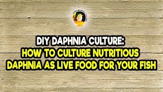 DIY Daphnia Culture How to Culture Nutritious Daphnia as Live Food for Your Fish [upl. by Bogusz]