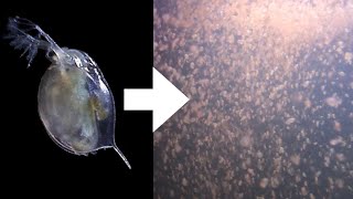 How I Culture Daphnia [upl. by Hitchcock]