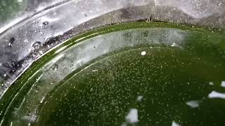 DAPHNIA MOINA CULTURE IN A SMALL BUCKET [upl. by Tyrus]