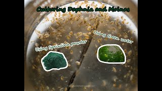 How To Culture Daphnia and Moinas using Green Water Spirulina powder [upl. by Elleinnod]