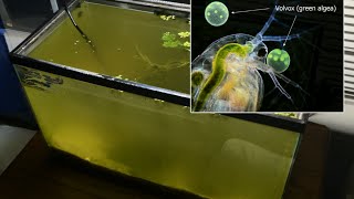 Raising Daphnia for the Freshwater Aquarium [upl. by Weldon]