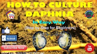 HOW TO CULTURE DAPHNIA In Easy Way [upl. by Zucker459]